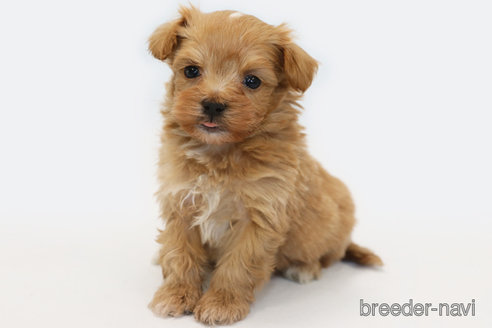 成約済の神奈川県のミックス犬-348759の2枚目